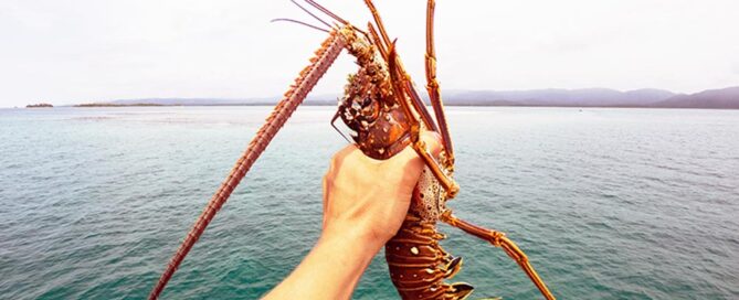 Mini Lobster Season in the Florida Keys